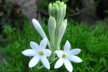 Масло туберозы получают из цветков растения туберозы (Polianthes tuberosa)
