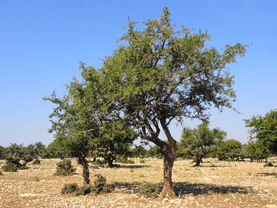 Аргановое дерево (53 фото)
