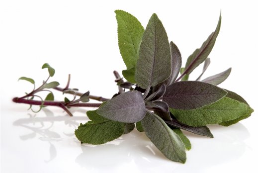 Масло шалфея в косметике (Salvia Sclarea (Clary) Oil)