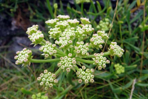 Критмум в косметике (Crithmum)