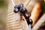 Из орехов куку так же делают украшения