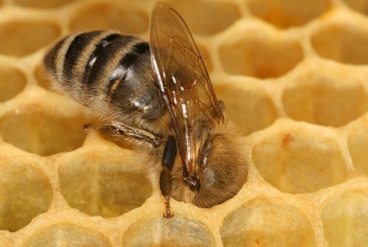 Маточное молочко в косметике (Royal Jelly)