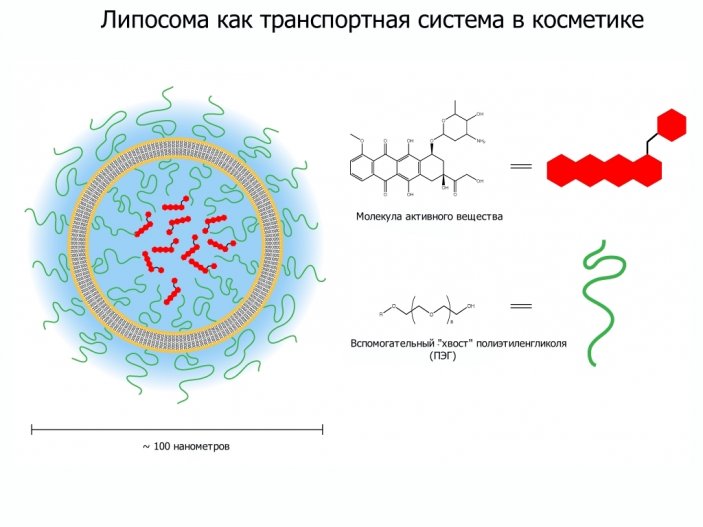 Косметика становится более активной благодаря липосомам
