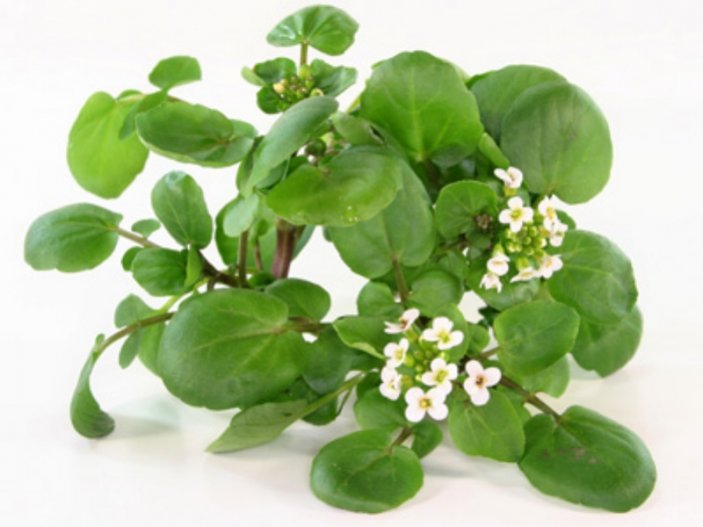 Жеруха лекарственная (Nasturtium Officinale )