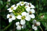 Nasturtium Officinale 