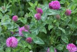Луговой клевер (Trifolium pratense)