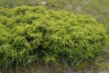 В можжевельнике обыкновенном (Juniperus communis) порой трудно распознать дерево