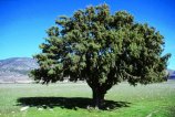 Можжевельник колючий (Juniperus oxycedrus) далек от размеров кустарника
