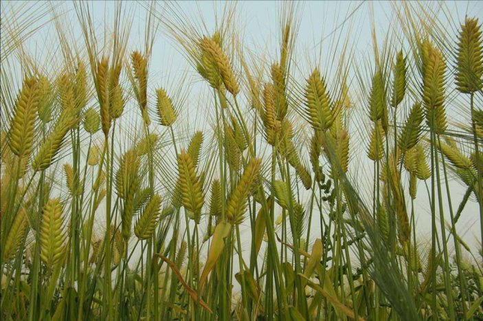 Ячмень обыкновенный (Hordeum vulgare)  –  целебный злак 