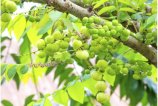 Дубильные орешки - ключевые источники галловой кислоты