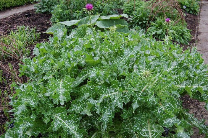Silybum marianum