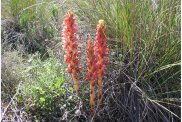 Orobanche rapum в естественной среде обитания