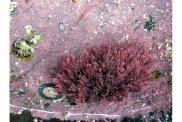 Corallina Officinalis - коралловые водоросли